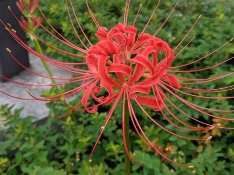 彼岸花 地獄花|彼岸花（ヒガンバナ）とは ＜花言葉・由来・開花時期などを紹。